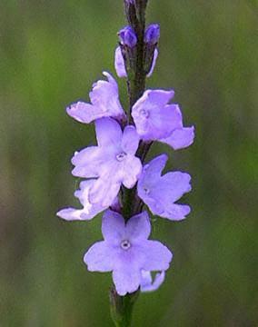 Vervain (jernurt), blomstermedisin