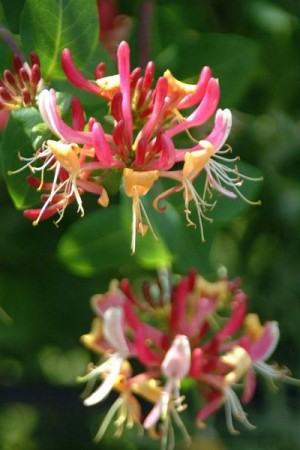 Honeysuckle (kaprifol) blomstermedisin