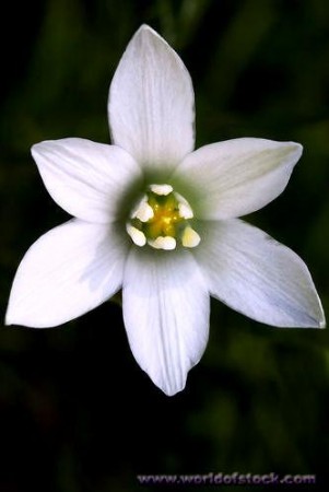 Star of Bethlehem (fuglesjerne), blomstermedisin