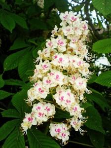 Sweet Chestnut (ekte kastanje), blomstermedisin