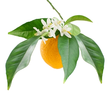 Neroli hydrolat