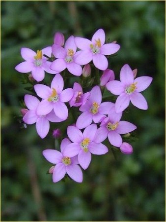 Centaury (stortusengyllen) blomstermedisin