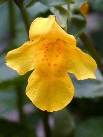 Mimulus (gjøglerblomst) blomstermedisin