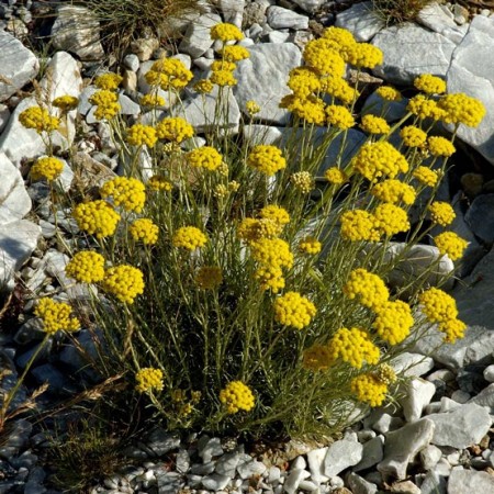 Helichrysum eterisk olje