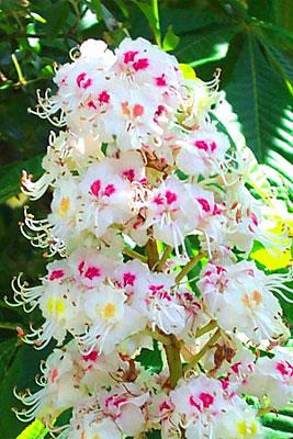 White chestnut (hestekastanje), blomstermedisin