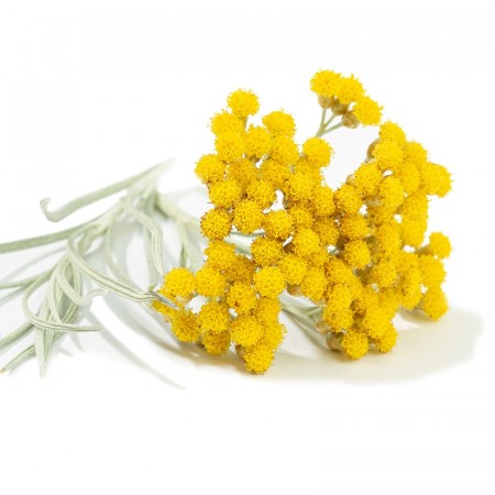 Immortelle hydrolat