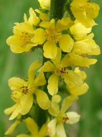 Agrimony (åkermåne) blomstermedisin