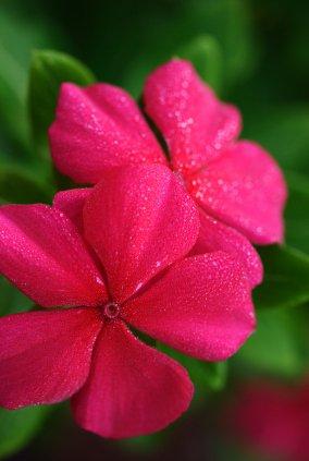 Impatiens (springfrø) blomstermedisin