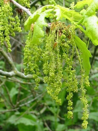 Oak (eik) blomstermedisin