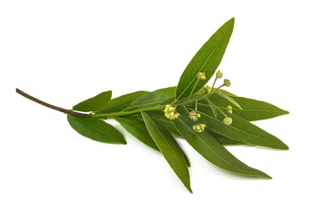 Laurbærblad hydrolat