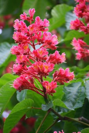 Red Chestnut (rød hestekastanje), blomstermedisin