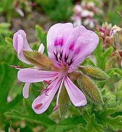 Geranium eterisk olje