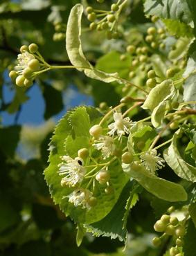 Lindeblomst absolu olje