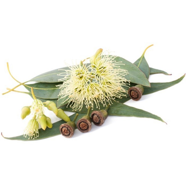 Eucalyptus smithii detaljer