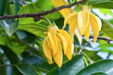 Ylang Ylang blomster