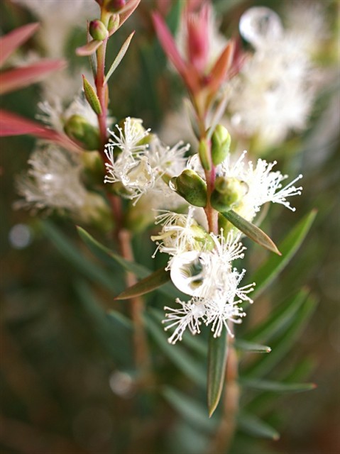 Tea tre i blomst