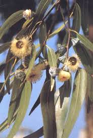 Eucalyptus smithii tre