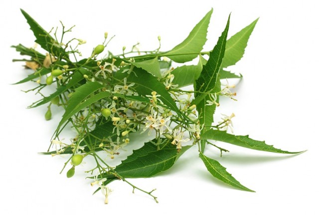 Neem blomst og blader