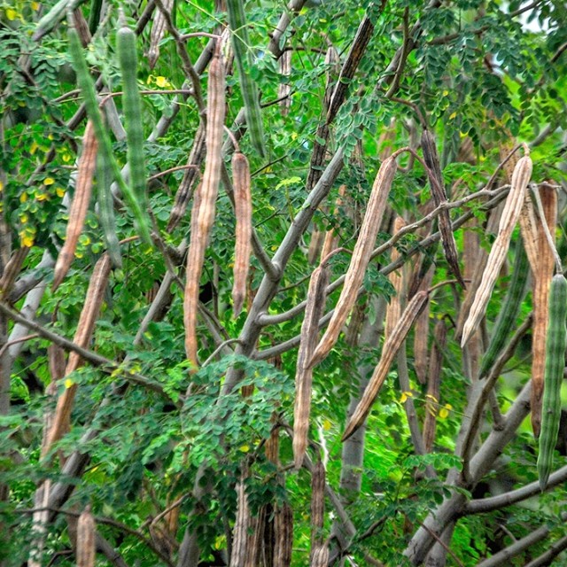 Moringa belg