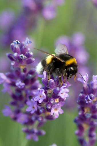 Humlevennlig lavendel