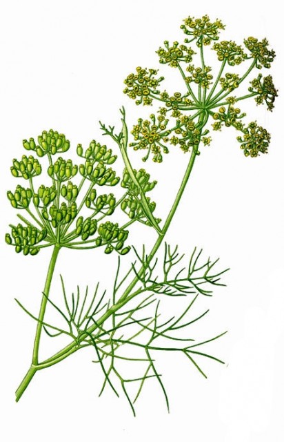 Fennikel plante