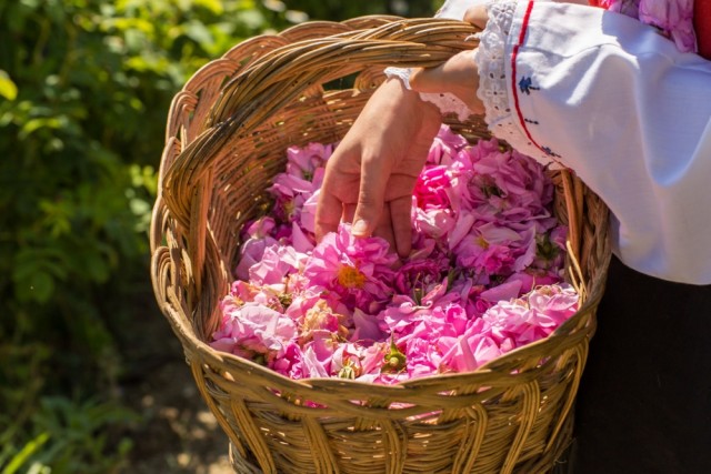 Høsting av rose