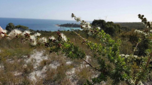 Kunzea busk