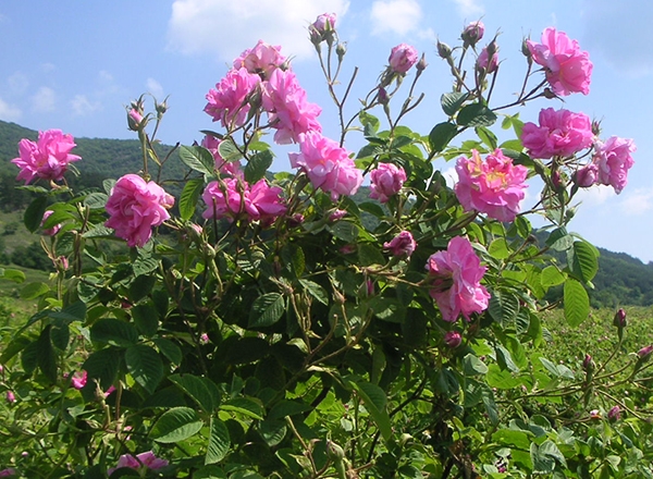 Rose