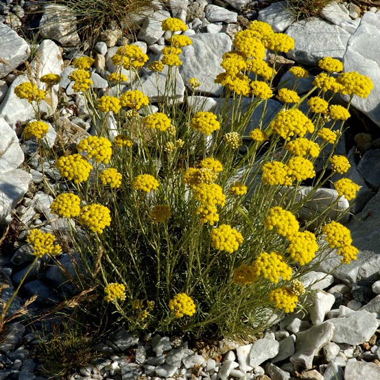immortelle plante immortelle plante
