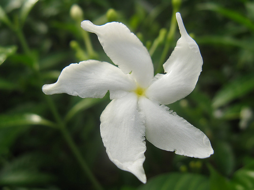 jasmin blomst