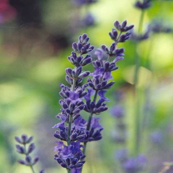 lavendel blomst lavendel blomst