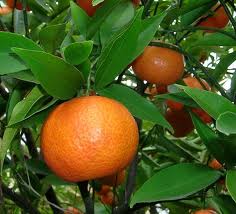 mandarin frukt