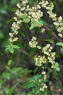 may chang blomster