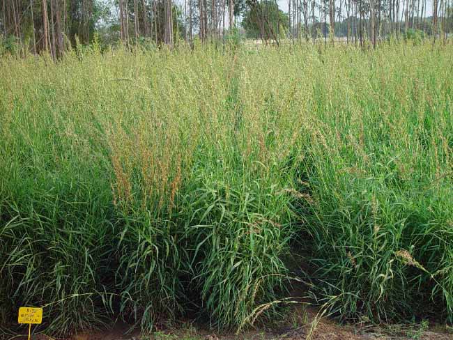 palmarosa gress palmarosa gress