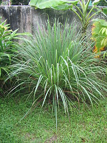 sitrongress plante