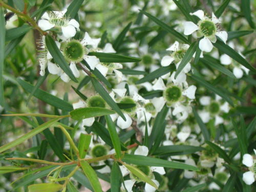 sitron tea tree sitron tea tree