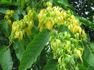 ylang tre