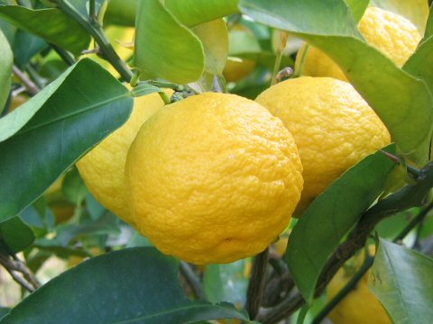 yuzu frukt yuzu frukt