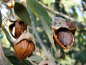 Jojoba olje Jojoba olje